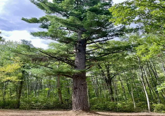 Photo 3 of Sale Pending at Lot 17 New Melahn Dr, Lake George, MN 56458 | MLS# 7141607 | Listing updated on 2026-09-12
