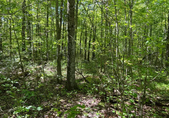 Photo 3 of Land for sale at 000 Maple Tree Ln, Pine City, MN 55063 | MLS# 7143461 | Listing updated on 2026-09-25