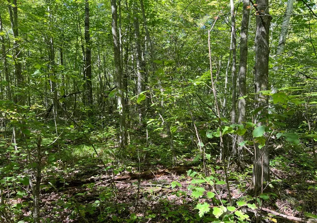 Photo 3 of Land for sale at 000 Maple Tree Ln, Pine City, MN 55063 | MLS# 7143461 | Listing updated on 2026-09-25
