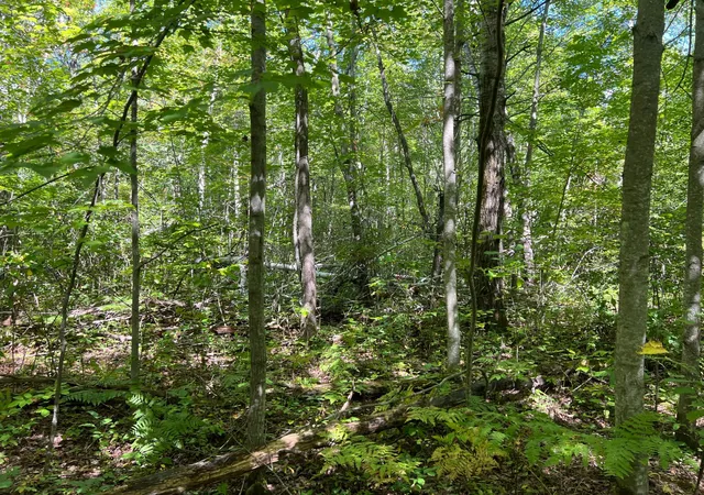 Photo 4 of Land for sale at 000 Maple Tree Ln, Pine City, MN 55063 | MLS# 7143461 | Listing updated on 2026-09-25