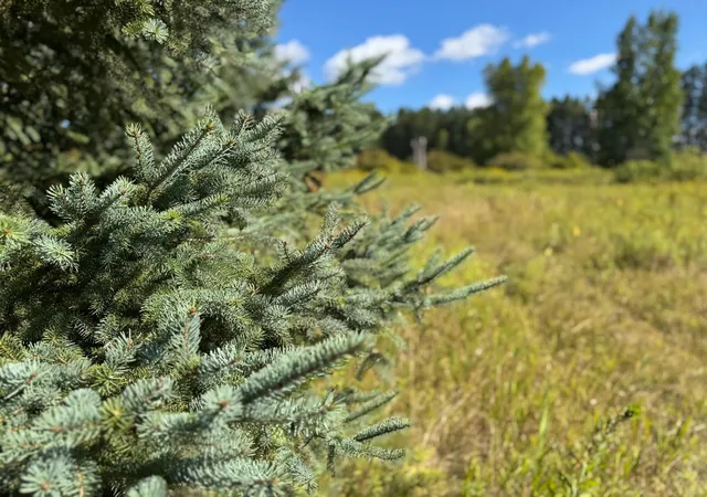 Photo 3 of Land for sale at Tbd Salo Rd, Cromwell, MN 55726 | MLS# 7143707 | Listing updated on 2026-09-30