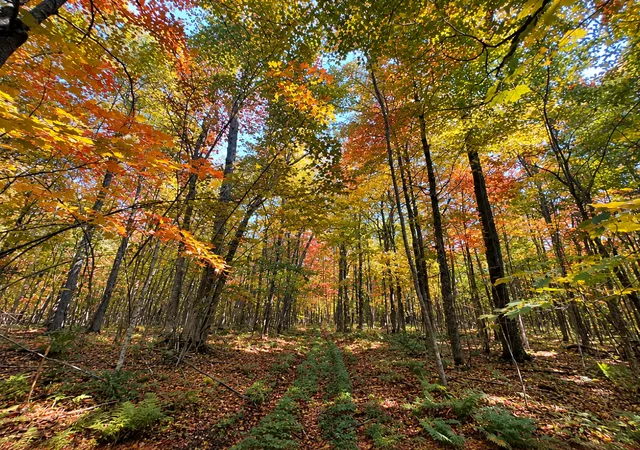 Photo 2 of Sale Pending at Lot 4 Smith Rd, Couderay, WI 54828 | MLS# 7143815 | Listing updated on 2026-10-06