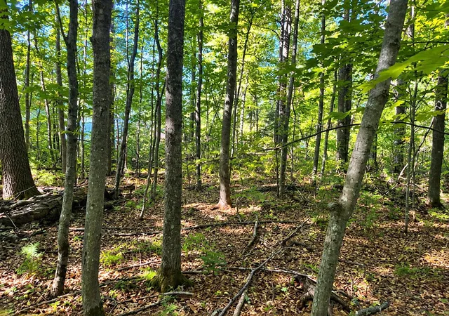 Photo 2 of Land for sale at Lot 1 & 2 Bluegill Ave N, Webster, WI 54893 | MLS# 7145476 | Listing updated on 2026-10-07