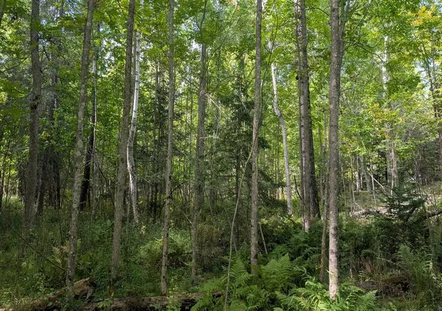 Photo 4 of Land for sale at Lot B Everett Bay Rd, Tower, MN 55790 | MLS# 7145752 | Listing updated on 2026-09-17