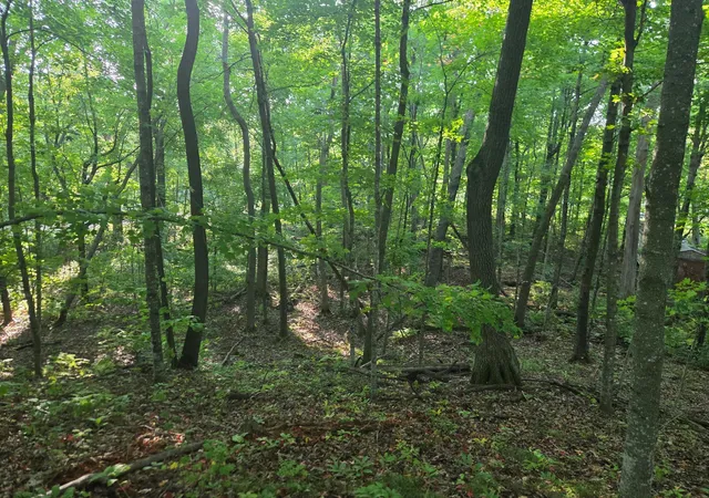 Photo 3 of Land for sale at Tbd Deer Trl, Garrison, MN 56450 | MLS# 7146716 | Listing updated on 2026-09-19