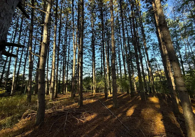 Photo 4 of Land for sale at Xxx 540th Lane, Palisade, MN 56469 | MLS# 7151901 | Listing updated on 2026-10-01