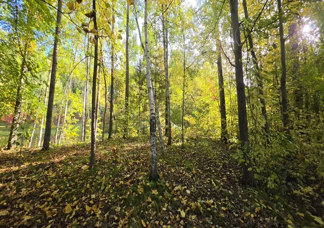 Photo 3 of Land for sale at Tbd Easy St, Cushing, MN 56443 | MLS# 7152684 | Listing updated on 2026-10-01