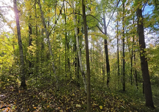 Photo 3 of Land for sale at Tbd Easy St, Cushing, MN 56443 | MLS# 7152684 | Listing updated on 2026-10-01