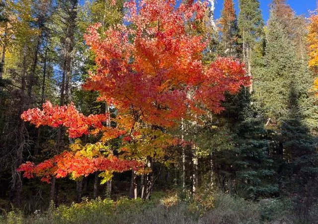 Photo 1 of Land for sale at Tbd Lost Lake Rd, Tower, MN 55790 | MLS# 7152805 | Listing updated on 2026-10-05