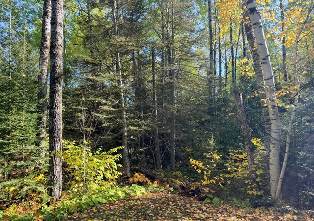 Photo 4 of Land for sale at 4603 North Rd, Grand Marais, MN 55604 | MLS# 7153126 | Listing updated on 2026-10-02
