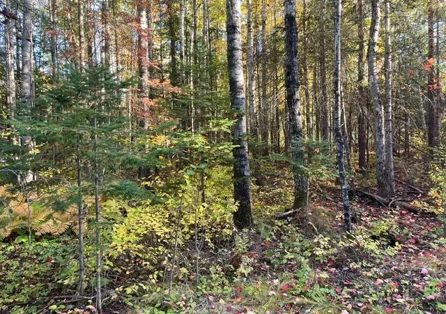 Photo 4 of Land for sale at Tbd S Loon Lake Rd, Aurora, MN 55705 | MLS# 7153428 | Listing updated on 2026-10-05
