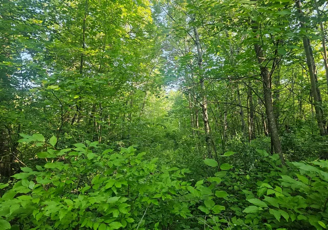 Photo 2 of Land for sale at Tbd Lot 1 Bunny Ln, Crosby, MN 56441 | MLS# 7153827 | Listing updated on 2026-10-05