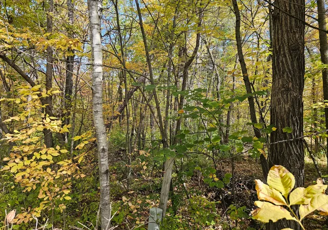 Land for sale at Tbd Lot 2 Bunny Ln, Crosby, MN 56441 | MLS# 7153830