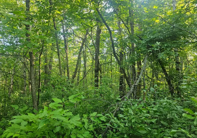 Photo 6 of Land for sale at Tbd Lot 2 Bunny Ln, Crosby, MN 56441 | MLS# 7153830 | Listing updated on 2026-10-05
