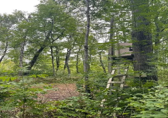 Photo 3 of Land for sale at Tbd Lacy Ln SW, Pequot Lakes, MN 56472 | MLS# 7154959 | Listing updated on 2026-10-06