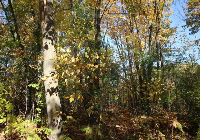 Photo 4 of Land for sale at Tbd 177th Street, Ogilvie, MN 56358 | MLS# 7155357 | Listing updated on 2026-10-08