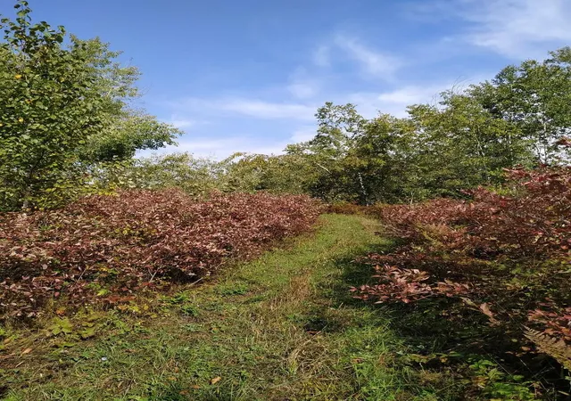 Photo 3 of Land for sale at 56723 Duncan Rd, Sandstone, MN 55072 | MLS# 7155461 | Listing updated on 2026-10-09
