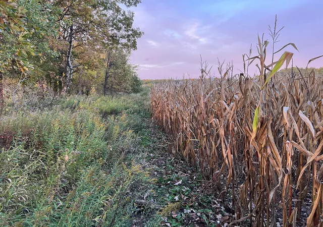 Photo 4 of Land for sale at 000 Holly Rd, Pine City, MN 55063 | MLS# 7156235 | Listing updated on 2026-10-07