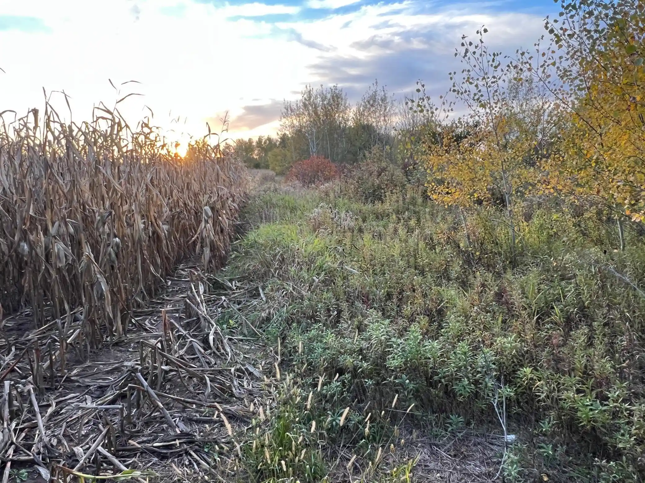 Land for sale at 0000 Holly Rd, Pine City, MN 55063 | MLS# 7156241