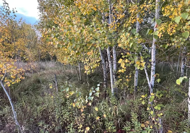 Photo 3 of Land for sale at 0000 Holly Rd, Pine City, MN 55063 | MLS# 7156241 | Listing updated on 2026-10-07