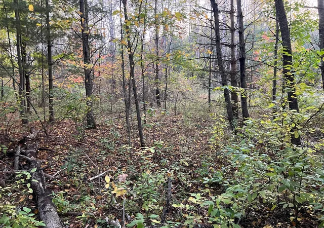 Photo 3 of Land for sale at 0000 Holly Rd, Pine City, MN 55063 | MLS# 7156241 | Listing updated on 2026-10-07