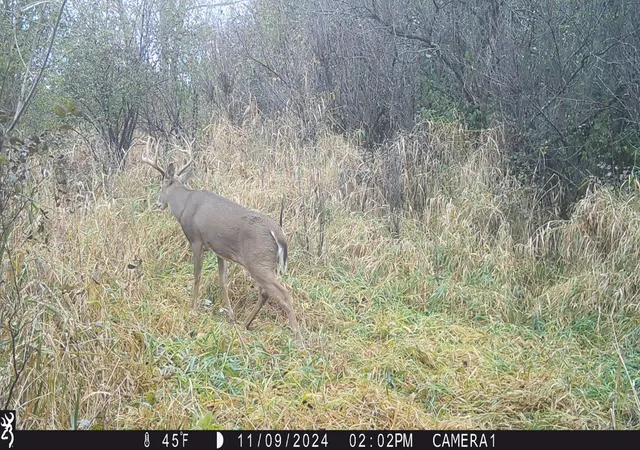 Photo 1 of Land for sale at Xxx 230th, Minnesota Lake, MN 56068 | MLS# 7156840 | Listing updated on 2026-10-08