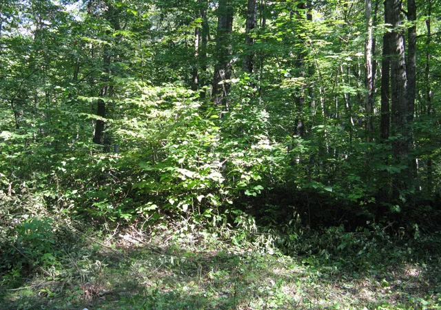 Photo 4 of Land for sale at Tbd Alpine Dr, Pequot Lakes, MN 56472 | MLS# 7157084 | Listing updated on 2026-10-08