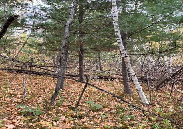 Photo 3 of Land for sale at Tbd Tamarack St, Turtle Lake, WI 54889 | MLS# 7158890 | Listing updated on 2026-10-16