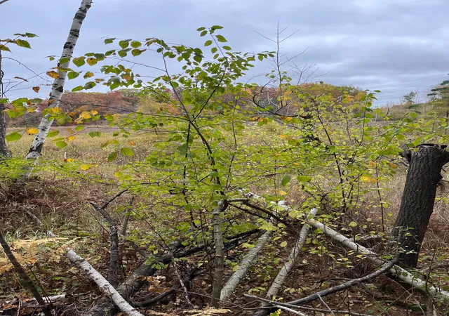 Photo 4 of Land for sale at Tbd Tamarack St, Turtle Lake, WI 54889 | MLS# 7158890 | Listing updated on 2026-10-16