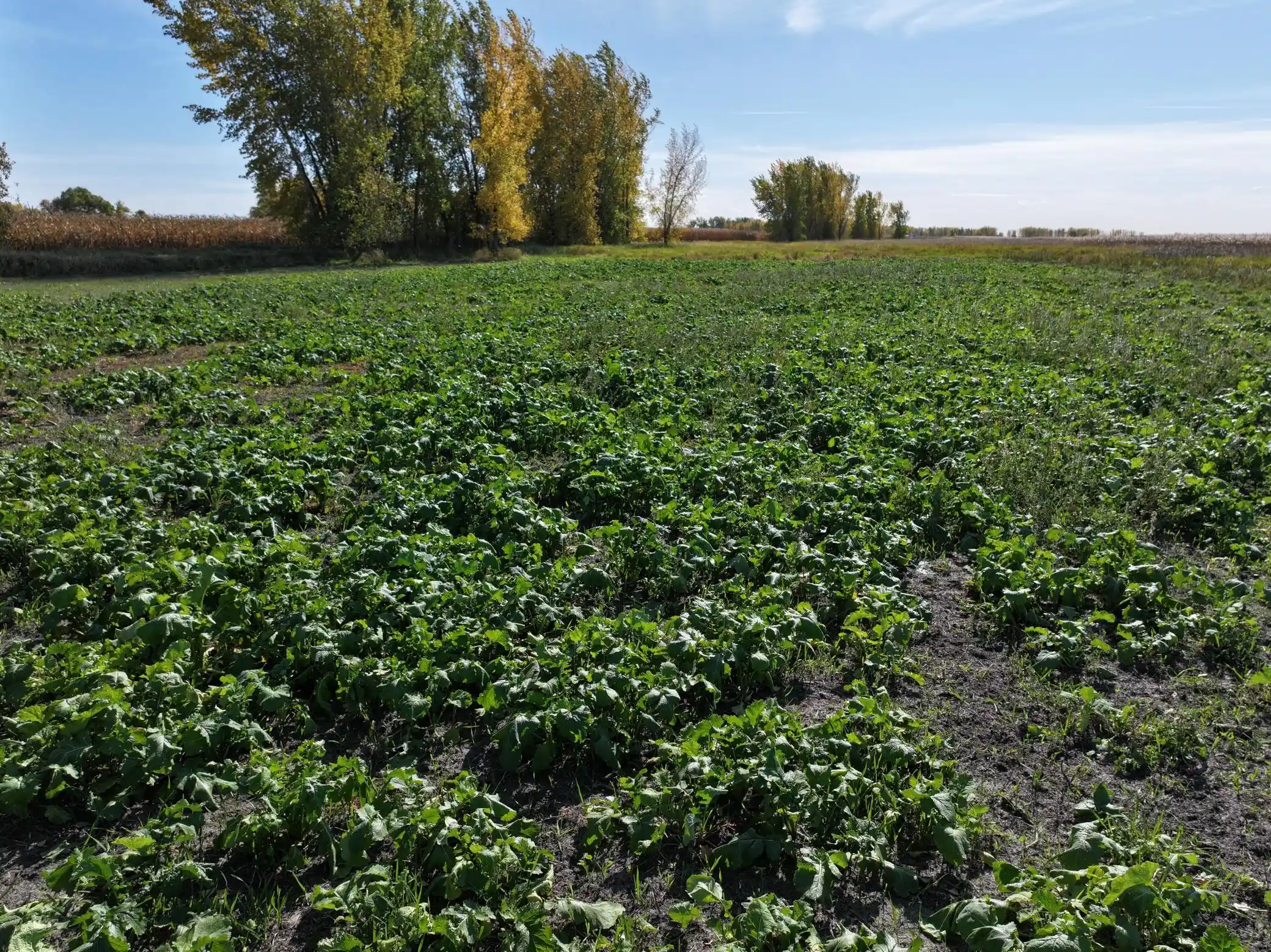 Photo 3 of Land for sale at Tbd Co Rd 3, Cogswell, ND 58017 | MLS# 7160388 | Listing updated on 2026-10-24