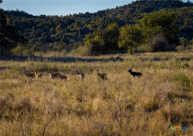 Photo 3 of Land for sale at 7702 Ranch Rd 965, Llano, TX 78643 | MLS# 599206 | Listing updated on 2026-10-06