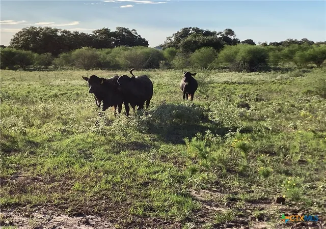 41st image of Tbd Fm 1447, Cuero, TX 77954 | MLS# 602326