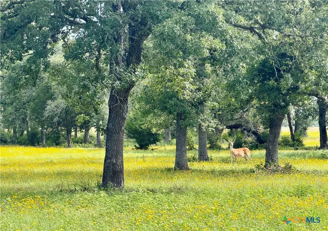 2nd image of 15631 Fm 682   Tract A, Yoakum, TX 77995 | MLS# 613943