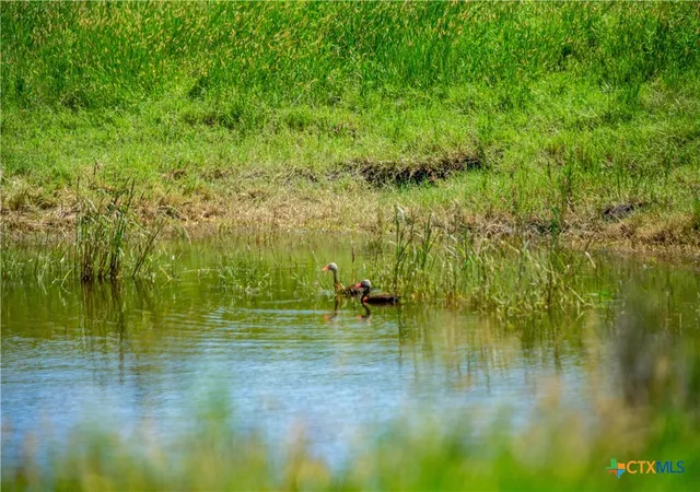 Photo 46 of Land for sale at 3226 State Hwy 119, Yorktown, TX 78164 | MLS# 617570 | Listing updated on 2026-08-01