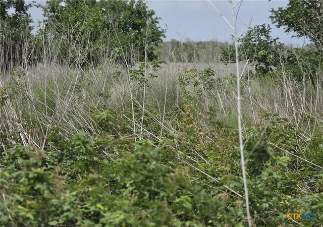 25th image of 1243 Guadalupe River Rd, Tivoli, TX 77990 | MLS# 618503