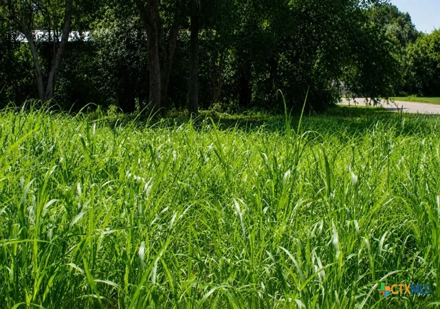 2nd image of Lot 5 N Blk Ave, Waelder, TX 78959 | MLS# 620722