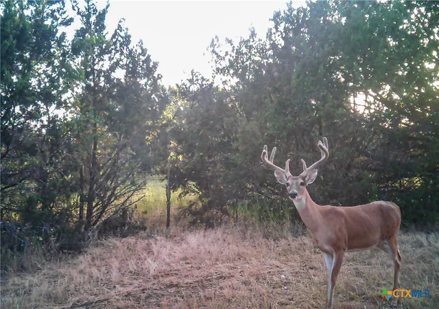 Photo 3 of Land for sale at 2998 Straws Ml Rd, Gatesville, TX 76528 | MLS# 626333 | Listing updated on 2026-09-28