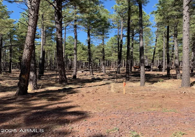 Photo 2 of Land for sale at Tbd Dynamite Rd, Lakeside, AZ 85929 | MLS# 6876831 | Listing updated on 2026-06-23