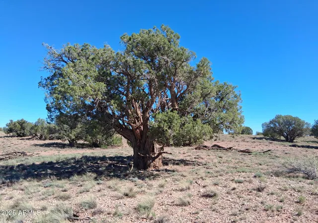Homes for sale in Concho, AZ | 212 County Rd N9226 --, Concho, AZ 85924 | MLS# 6951053