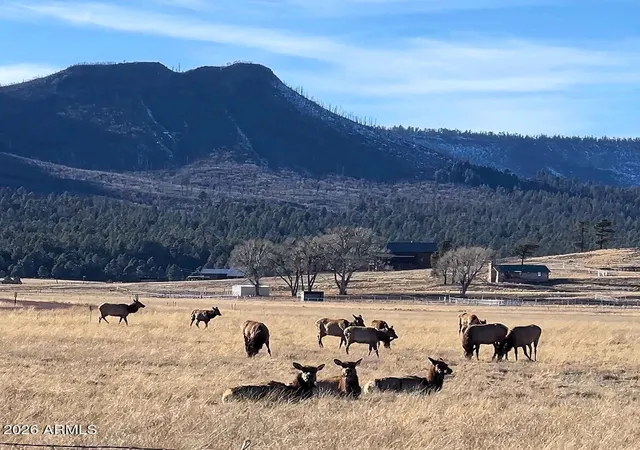 4th image of 3 County Road N2261 --, Alpine, AZ 85920 | MLS# 6995035