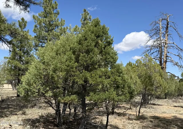 Photo 4 of Sale Pending at 1226 Green Ridge Dr #80, Happy Jack, AZ 86024 | MLS# 7035174 | Listing updated on 2026-09-03