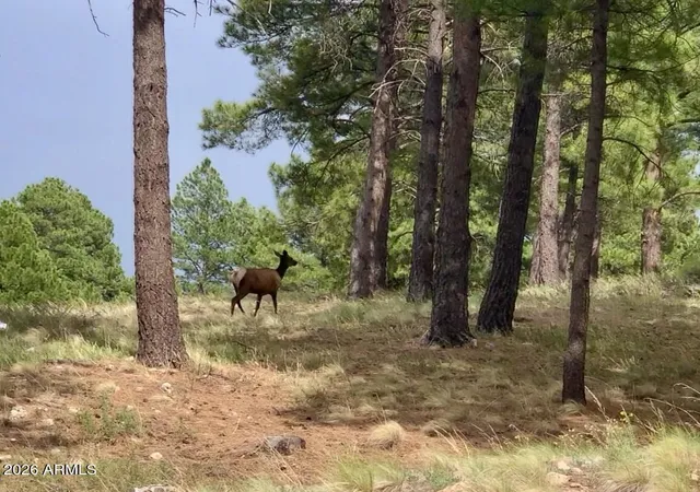 Photo 4 of Land for sale at 3235 S Tehama Cir #105-10-066, Flagstaff, AZ 86005 | MLS# 7048603 | Listing updated on 2026-07-02