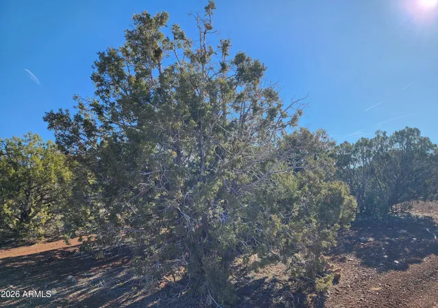 10th image of 4 County Rd N8715, Concho, AZ 85924 | MLS# 7053609