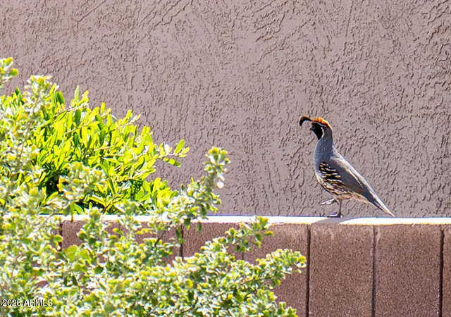 31st image of 17210 N Firestone Ln, Surprise, AZ 85374 | MLS# 7066637