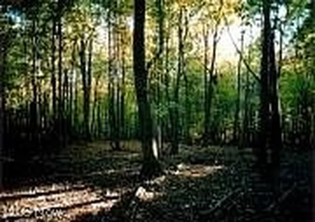 3rd image of Lot 1 Cattle Dr, Barnesville, OH 43713 | MLS# 4487276