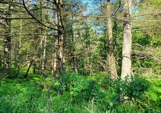Photo 2 of Land for sale at 0 Quigley Rd, Alger, MI 48610 | MLS# 77001308492 | Listing updated on 2026-05-11