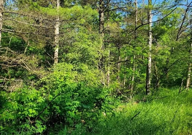 Photo 3 of Land for sale at 0 Quigley Rd, Alger, MI 48610 | MLS# 77001308492 | Listing updated on 2026-05-11