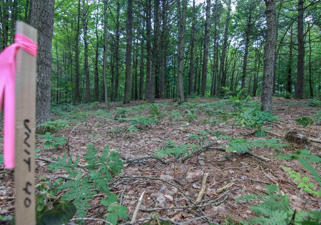 Photo 3 of Land for sale at 0000 Unit 40 Trailside Dr, Thompsonville, MI 49683 | MLS# 78080047868 | Listing updated on 2026-07-04