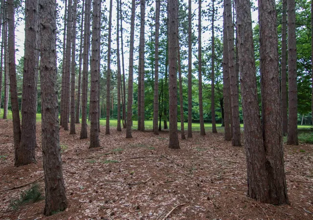Photo 3 of Land for sale at 0000 Unit 42 Trailside Dr, Thompsonville, MI 49683 | MLS# 78080047870 | Listing updated on 2026-07-04