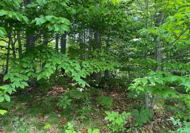5th image of # 8 Mooney Way, Kewadin, MI 49648 | MLS# 78080055196